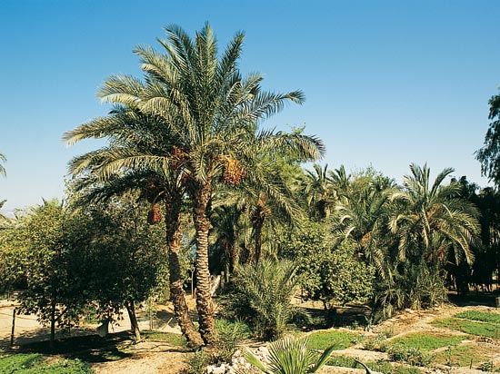(Image) Image scolaire vision.de.jordanie