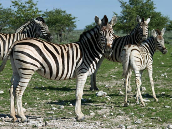 (Image) NAMIBIE circuit