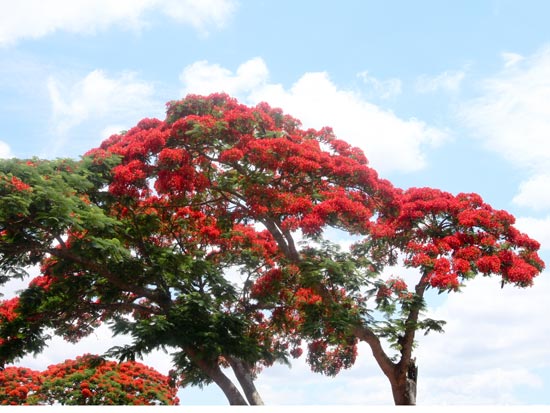 (Image) MADAGASCAR circuit