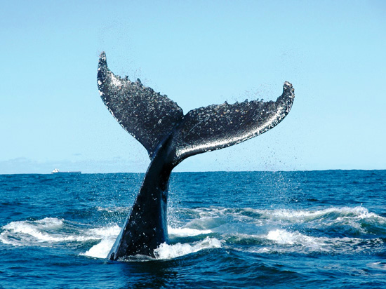 (Image) canada baleine fotolia