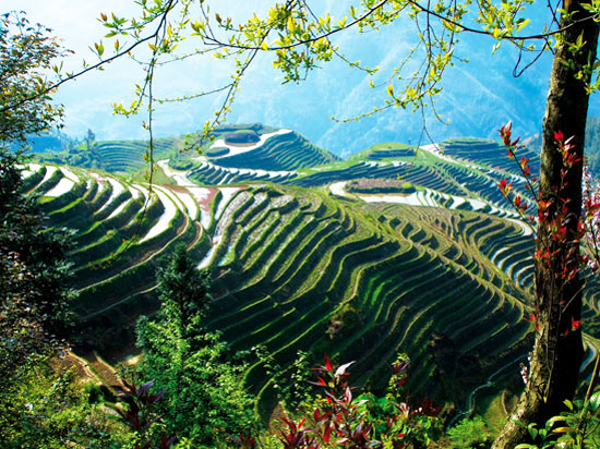 (Image) chine riziere fotolia