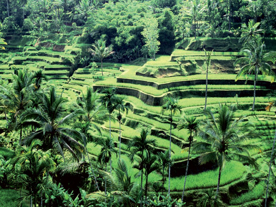 (Image) indonesie bali riziere