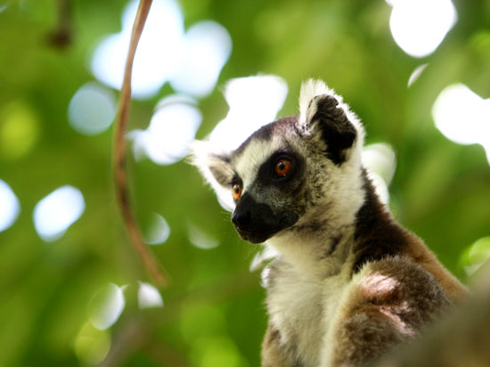 (Image) madagascar