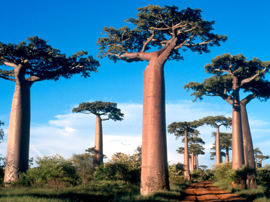 (Image) madagascar 2012