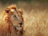 afrique du sud