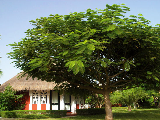 (Image) senegal hotel royam saly