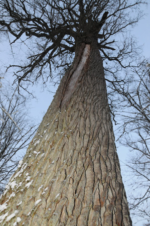 Illusration de l'article Arbre multi-s&eacute;culaire dans la for&ecirc;t bi&eacute;lorusse