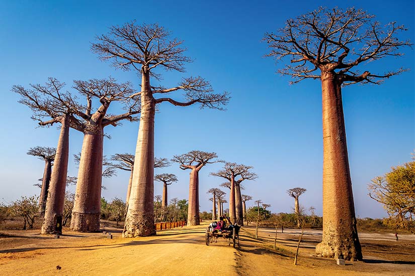 Merveilles de Madagascar