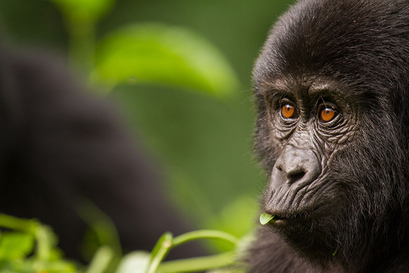L'Ouganda, royaume des Gorilles avec extension Murchison Falls (petit groupe 2- 6 personnes))