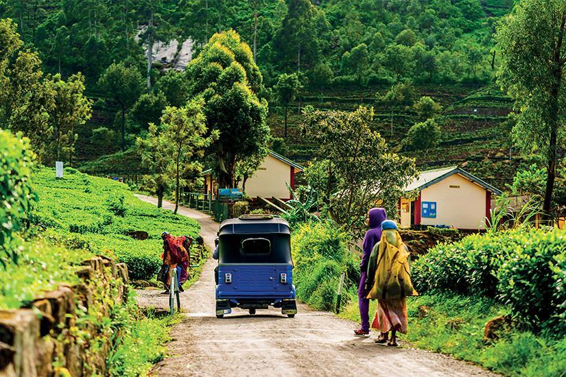 Le Sri Lanka, pays de l'Or vert