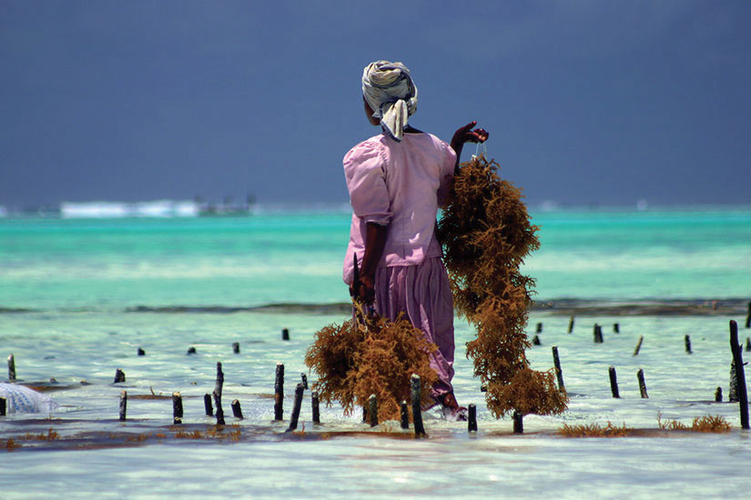 image Afrique Zanzibar femmes travaillent  fo