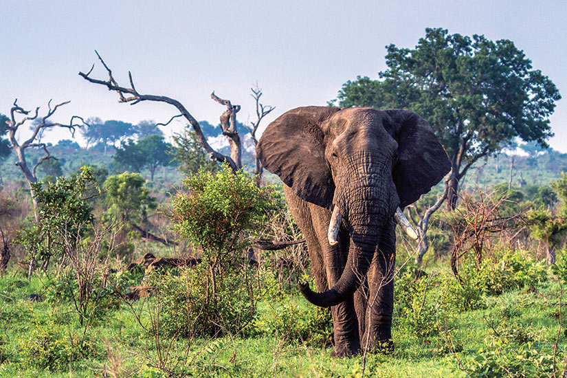 image Afrique du Sud Parc Kruger Elephant  fo