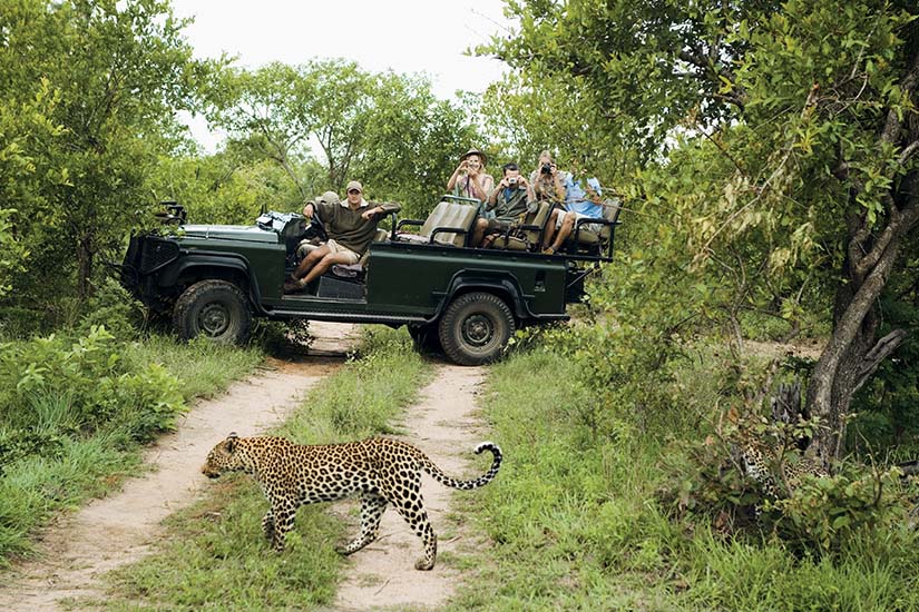 image Afrique du Sud Parc Kruger Safari leopard as_310681267