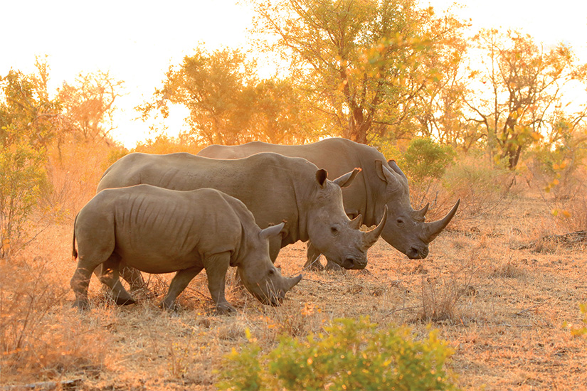 image Afrique du Sud parc Kruger rhinoceros 11 it 838552512