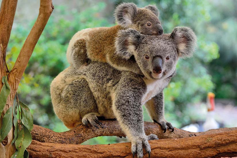 image Australie Koala et son petit as_198528846