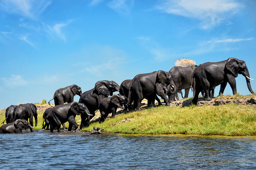 image Botswana Parc National Chobe elephant  it