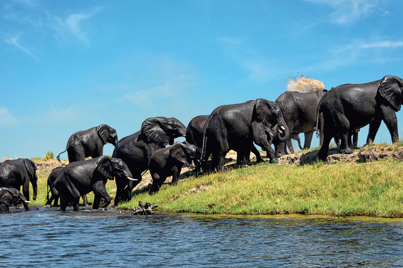 image Botswana Parc National de Chobe Paysage d elephant  it