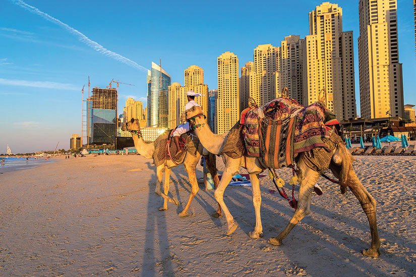 image Emirats Arabes Unis Dubai camel en face de la marina de Dubai  fo