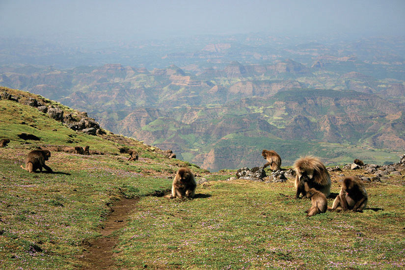 image Ethiopie Montagne du Simien Gelada baboons  it