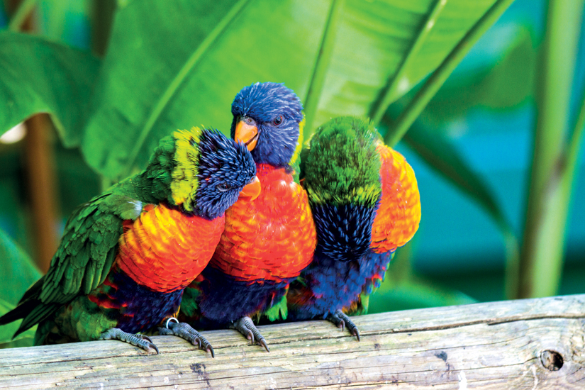 image Ile caraibe guadeloupe perroquets multicolores loris swanson 39 fo_32130148