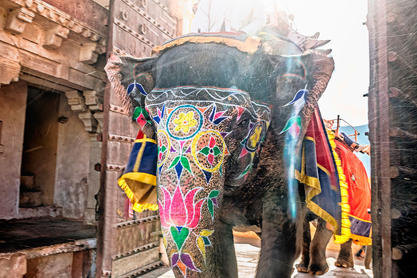 image Inde Jaipur Fort Amber elephant  it