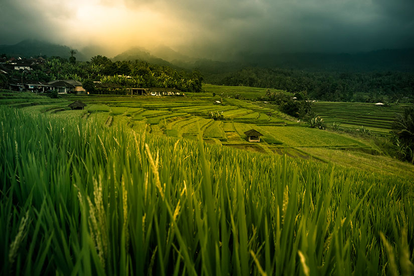 image Indonesie Bali Riz terrasse  it