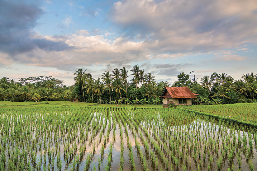 image Indonesie Bali champ de riz  fo