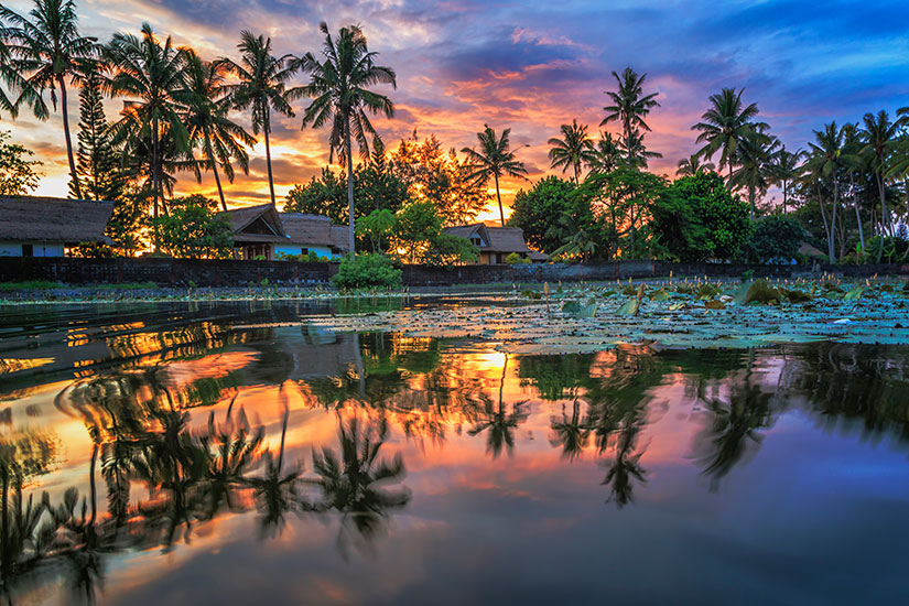 image Indonesie Bali palmiers  it