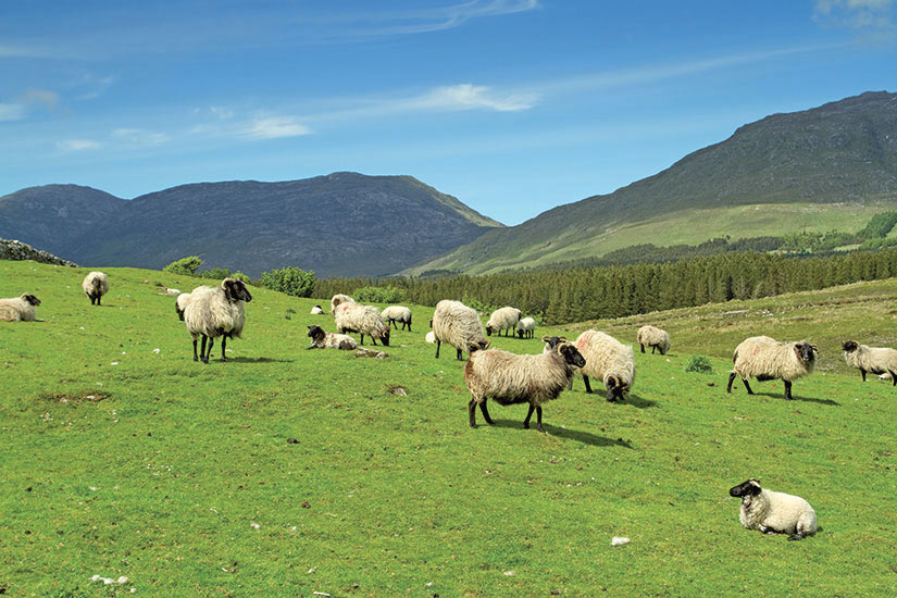 image Irlande Connemara Montagnes Les moutons et beliers  fo