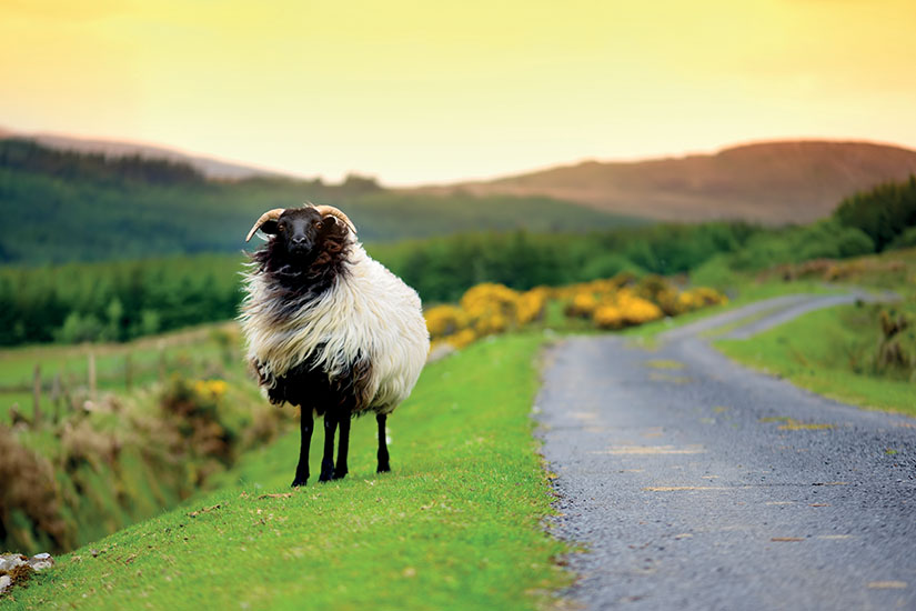 image Irlande mouton as_211063737