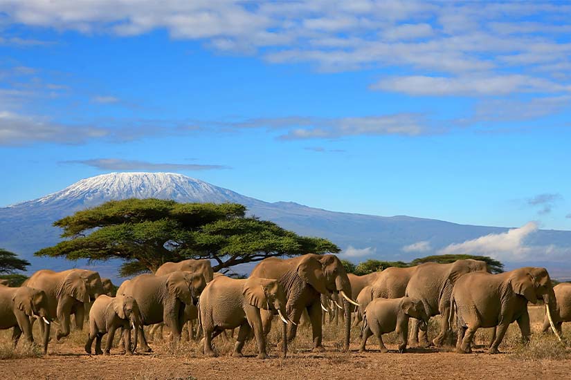image Kenya Kilimandjaro vu du Parc Amboseli elephants as_5282501