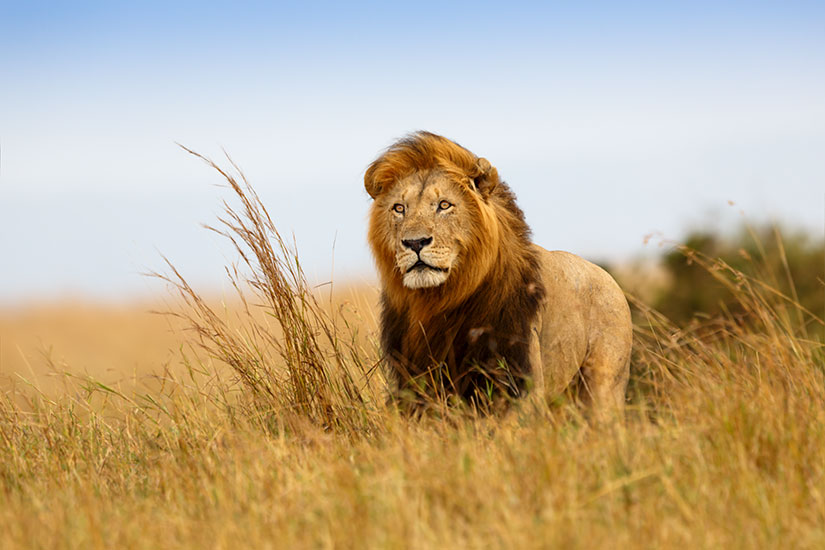 image Kenya Masai Mara Lion  it