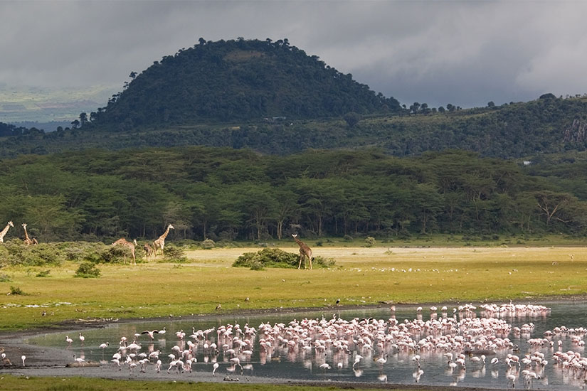 image Kenya Naivasha flamants roses et girafes it_186834224