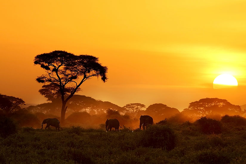 image Kenya ParcNational Amboseli elephant  it