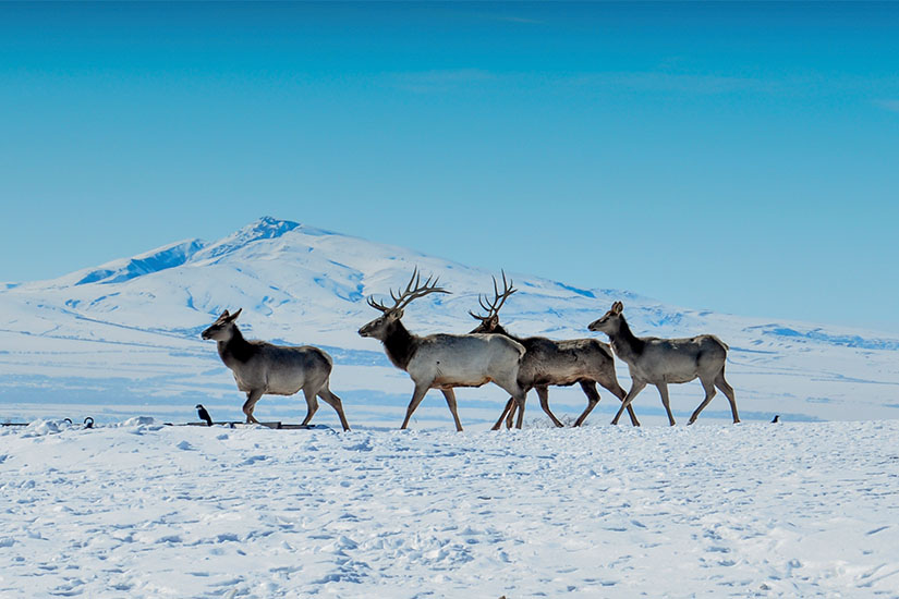 image Laponie rennes dans la neige as_496256757