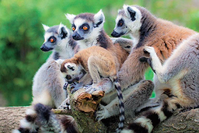 image Madagascar lemuriens  fo