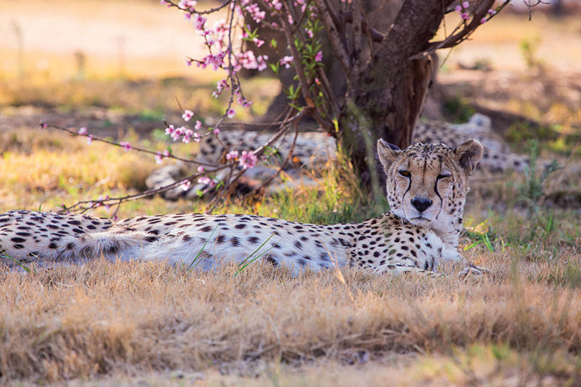 image Namibie Otjiwarongo Cheetah sous les cerisiers en fleurs  fo