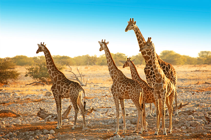 image Namibie Parc National Etosha Famille girafes  it