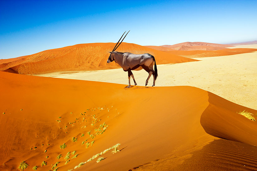 image Namibie sossusvlei dunes oryx  it