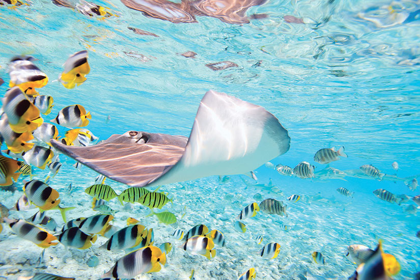 image Oceanie Polynesie Bora Bora poissons colores requins a pointe galuchat  fo