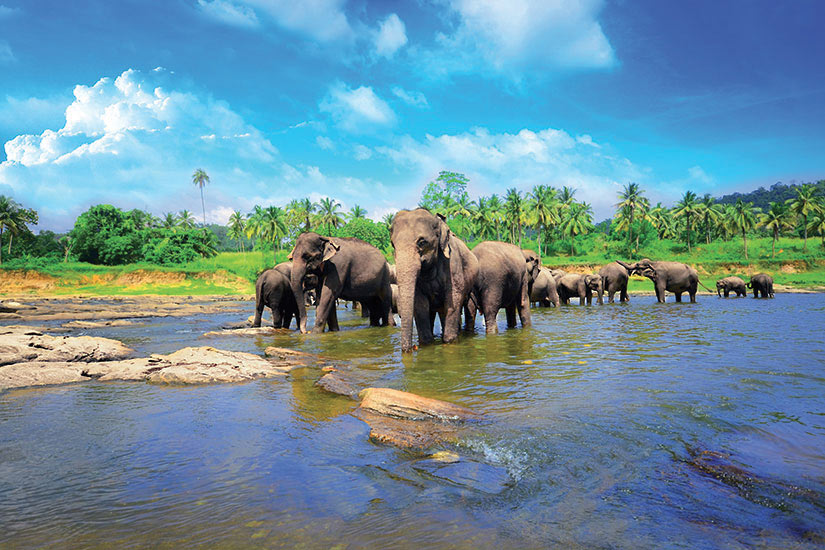 image Sri Lanka Pinnawela groupe delephants dans le riviere  fo