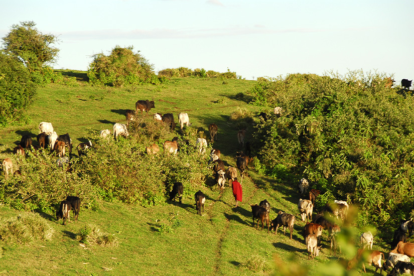 image Tanzanie Masai menant son troupeau it_115931496
