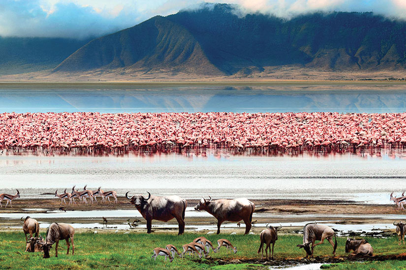 image Tanzanie NGorongoro la faune africaine  it