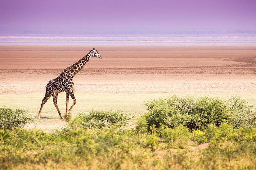 image Tanzanie Parc du lac Manyara girafe as_76987691