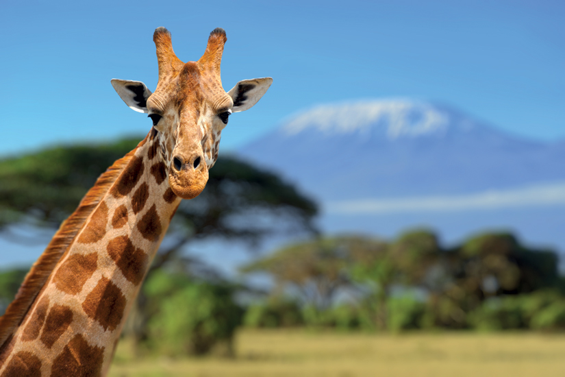 image Tanzanie kilimandjaro girafe devant la montagne 27 as_64545762