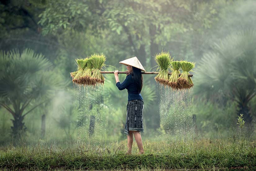 image Vietnam Culture du riz as_117899593