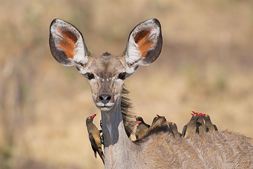 Botswana - Namibie - Zimbabwe - Périple au coeur des terres africaines, Namibie, Botswana, Zimbabwe