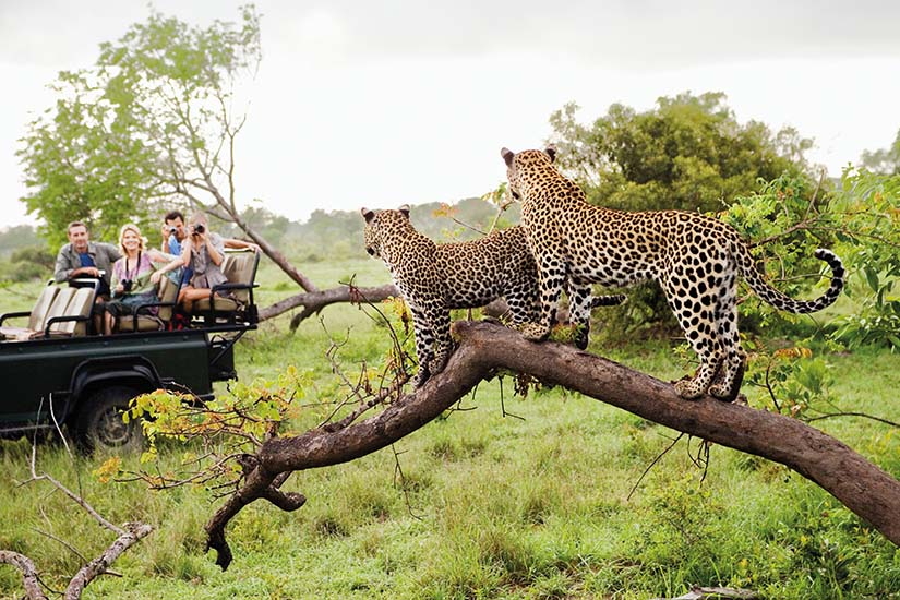 Les plus beaux safaris d'Afrique
