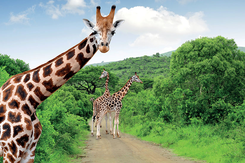 afrique du sud girafes dans le parc national kruger is_178160586