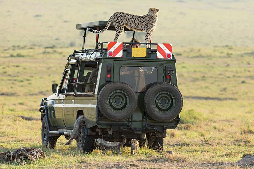 Safaris mythiques du Kenya